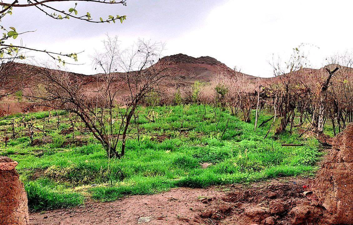طبیعت بکر