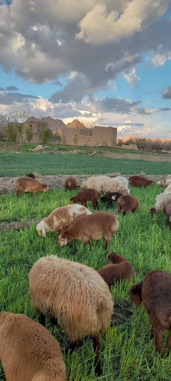 چرای گوسفندان