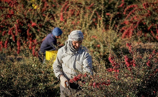 زرشک کاران زرشک کاران