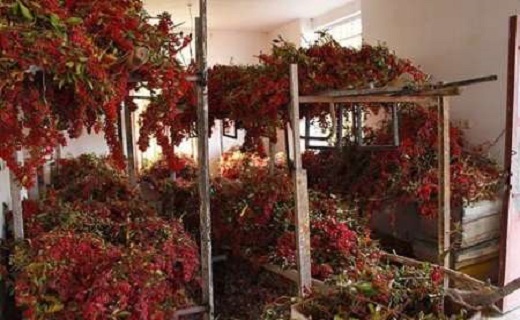بارگاه زرشک بارگاه زرشک