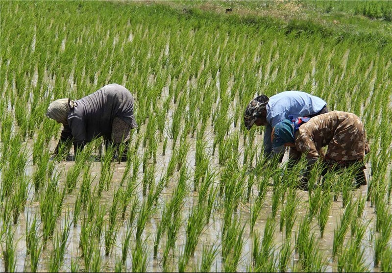 محدودیت کشت دوم برداشته می‌شود/ جلوگیری از کشت نامتعارف در مغان