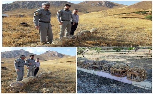 پرواز دوباره  ۱۴ قطعه کبک وحشی در آسمان کردستان