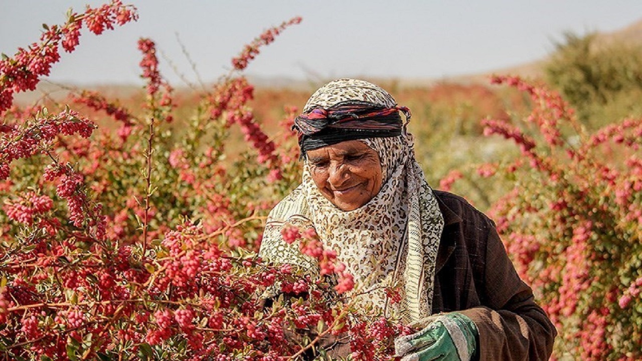 برگزاری جشنواره‌ای ۵ روزه برای یاقوت سرخ کویر