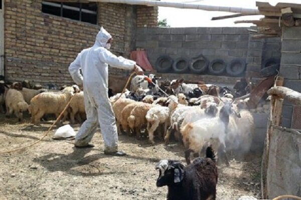 اردوی جهادی دامپزشکی در روستای راویز رفسنجان برگزار شد