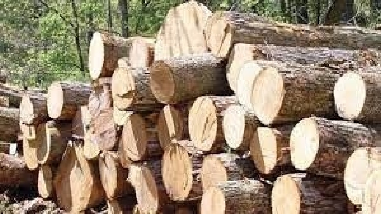 قاچاقچی چوب در لردگان مجازات شد