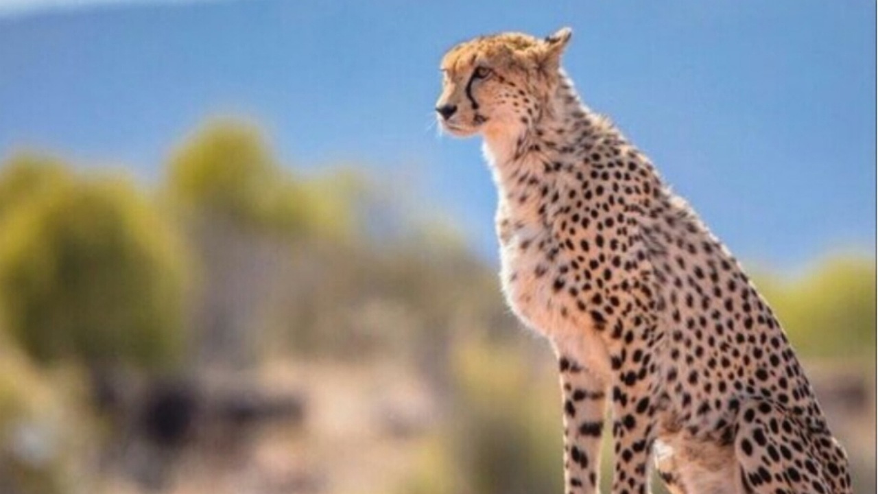 ابراز محبت توله یوزپلنگ به محیط بان + فیلم
