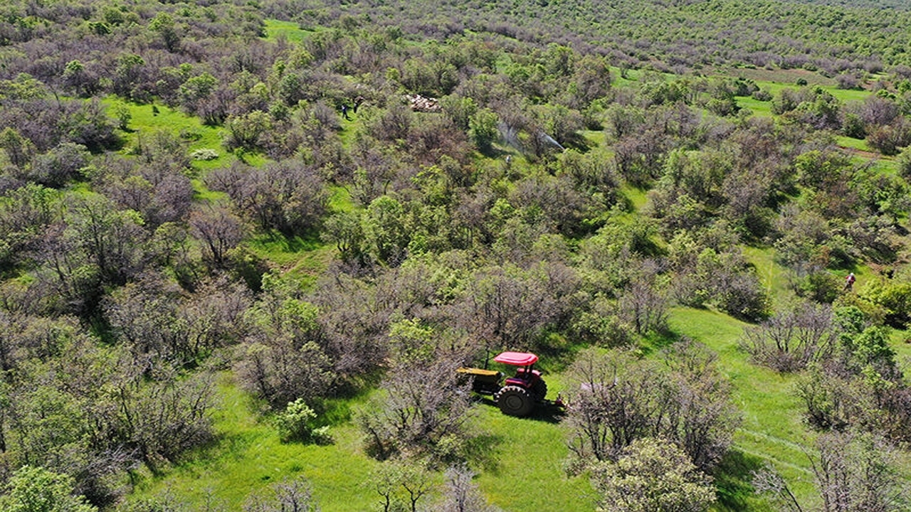 طغیان برخی آفات در جنگل‌های لرستان