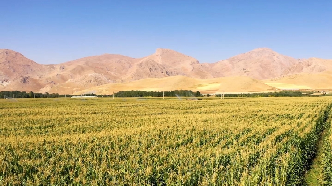 آغاز برداشت ذرت علوفه‌ای از مزارع چهارمحال و بختیاری + فیلم