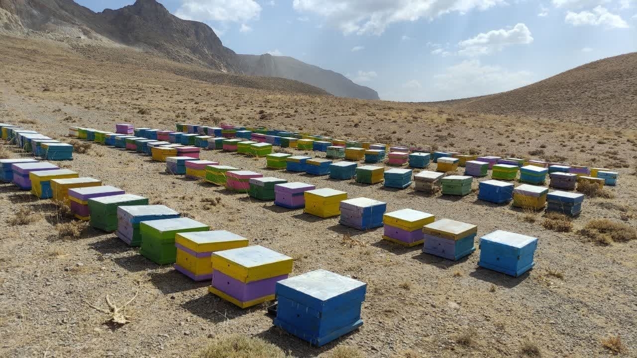 اجرای طرح سرشماری زنبورستان‌ها در چهارمحال و بختیاری