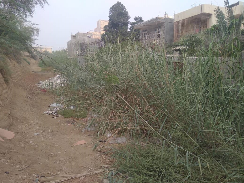 نیزار در کوچه