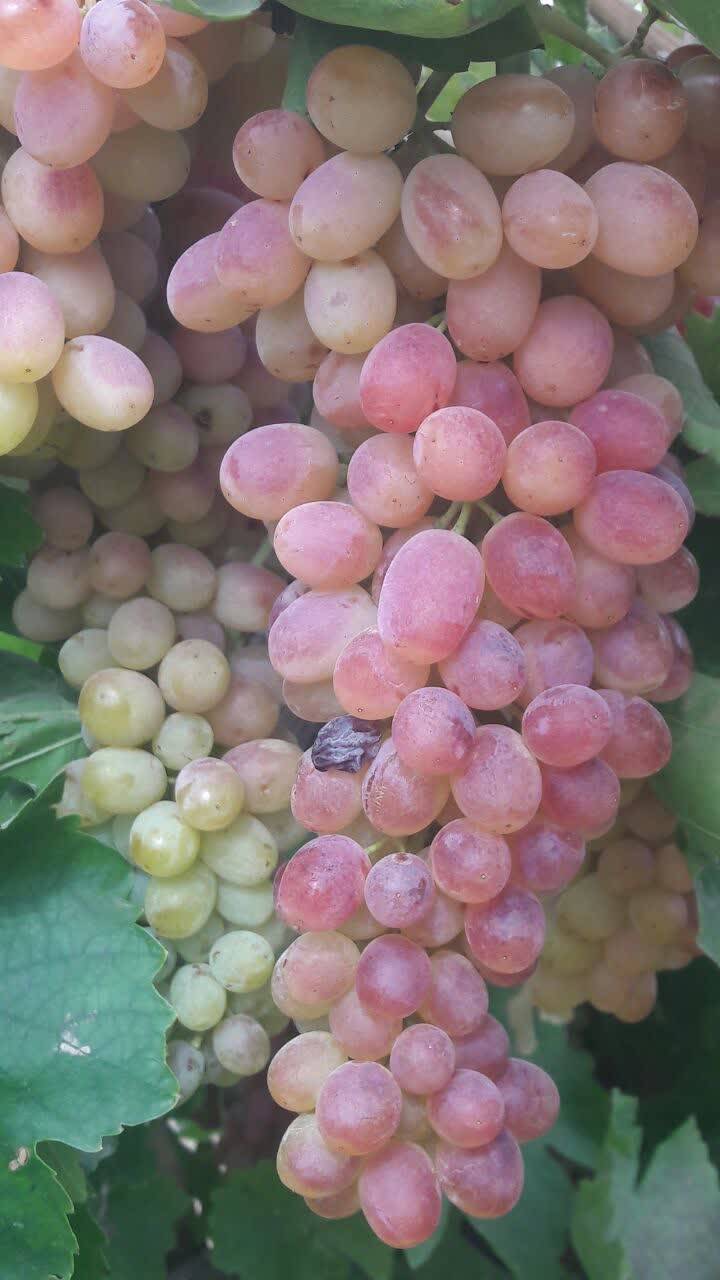 خوشه انگور دو رنگ