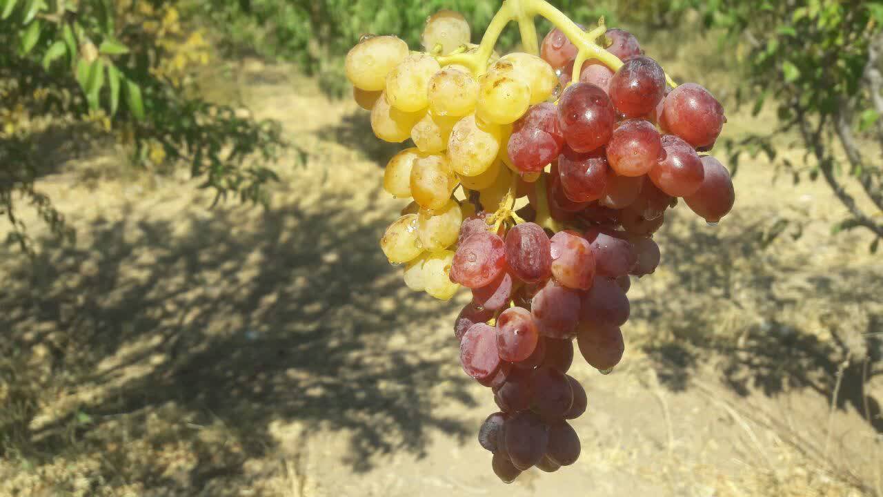 انگور دو رنگ در رئستای کشمرز