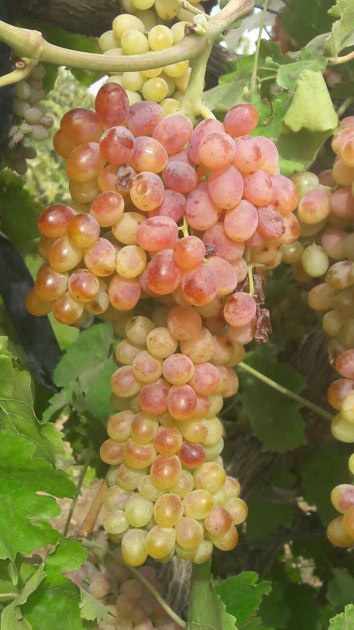 انگور دو رنگ در روستای کشمرز
