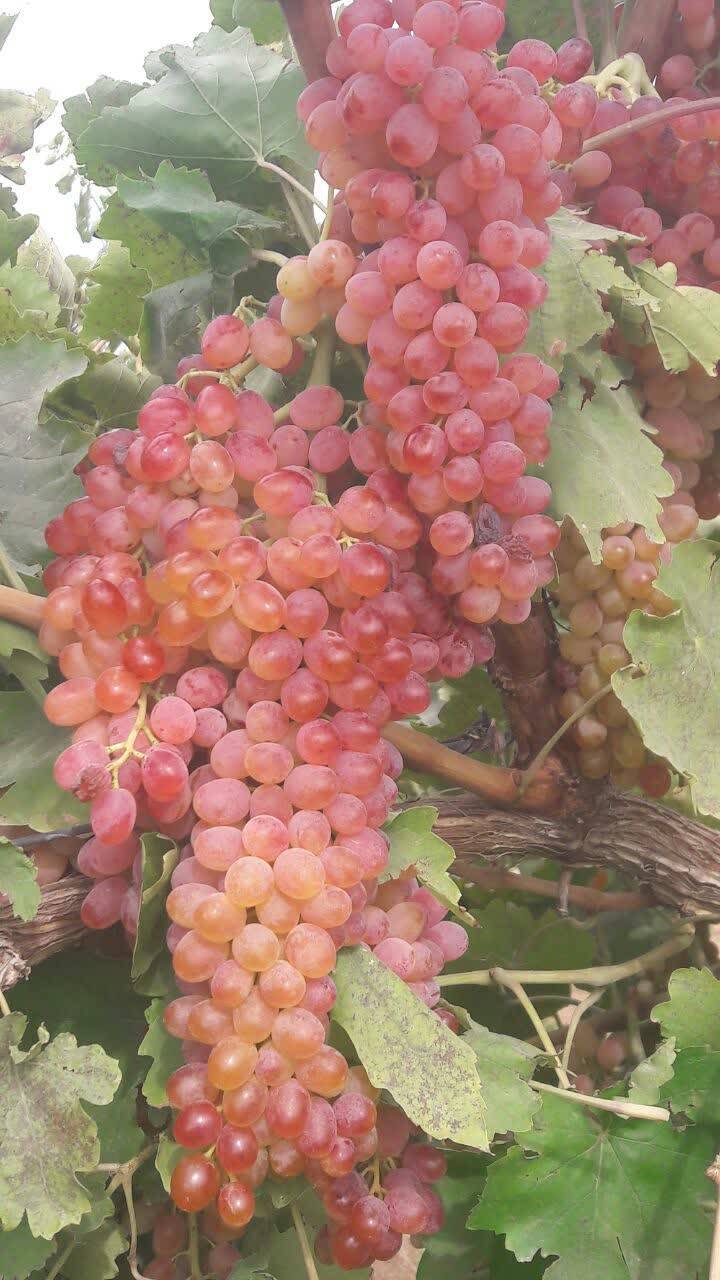پرورش انگور در روستای کشمرز