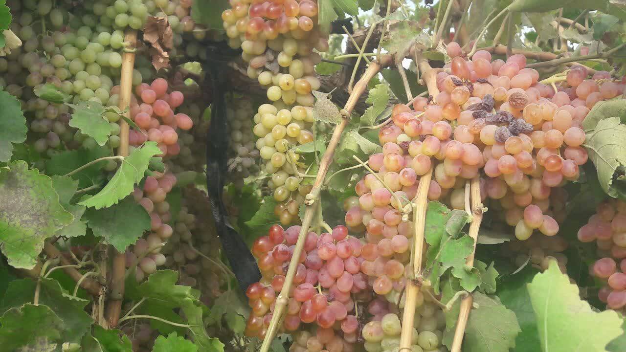 باغ انگور در روستای کشمرز