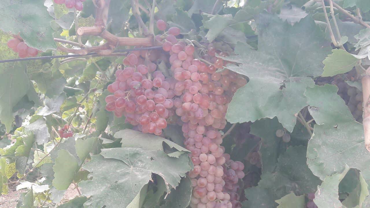 پرورش انگور