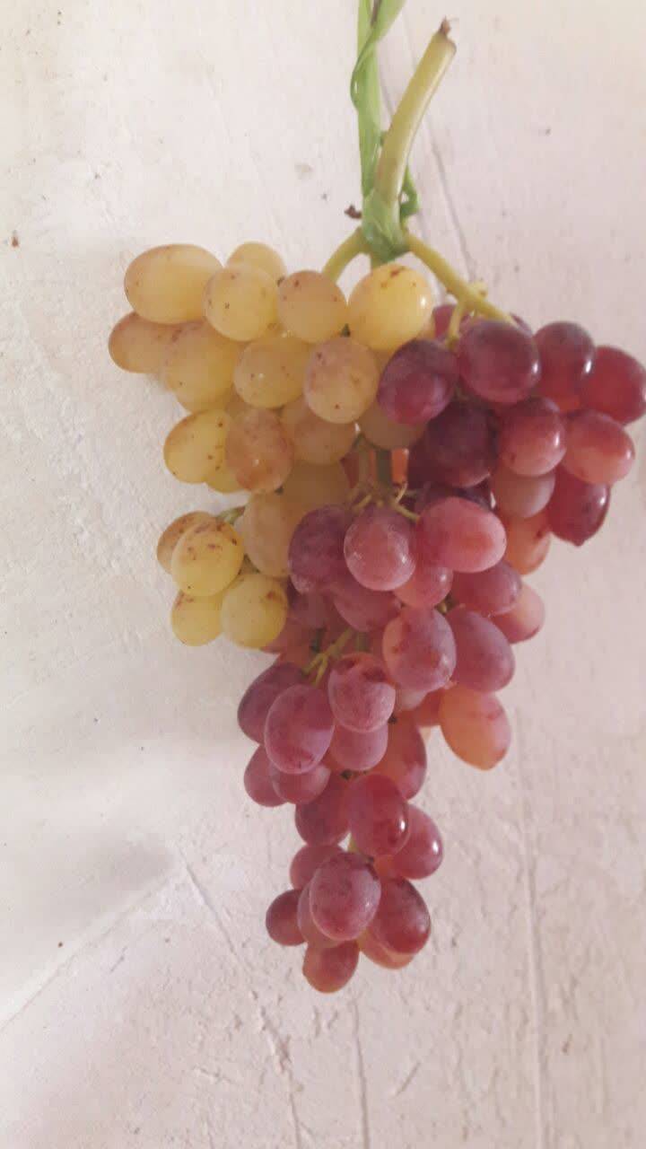 انگور دو رنگ