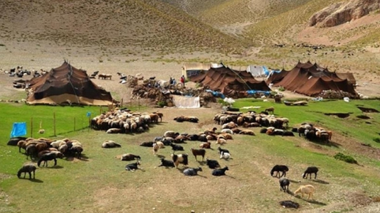 بیش از ۷۰ درصد فعالیت بخش دام و طیور بر عهده زنان روستایی و عشایری است