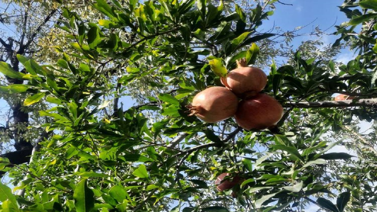 آغاز برداشت انار از باغ‌های روستای کوشک کرمان + تصاویر