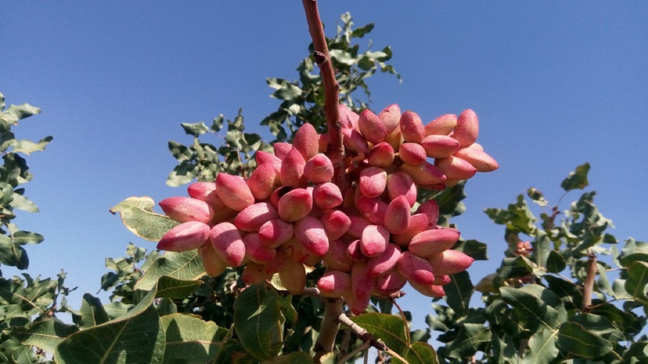 رشد ۸۰ درصدی تولید پسته در کشور/تولید ۲۰ درصد پسته کشور در استان یزد