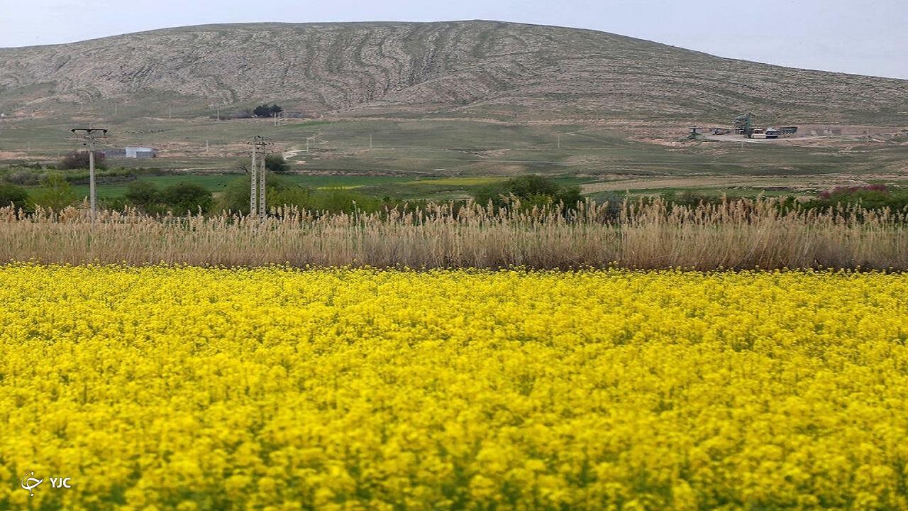 سطح زیرکشت دانه روغنی کلزا در آذربایجان غربی دو برابر شد