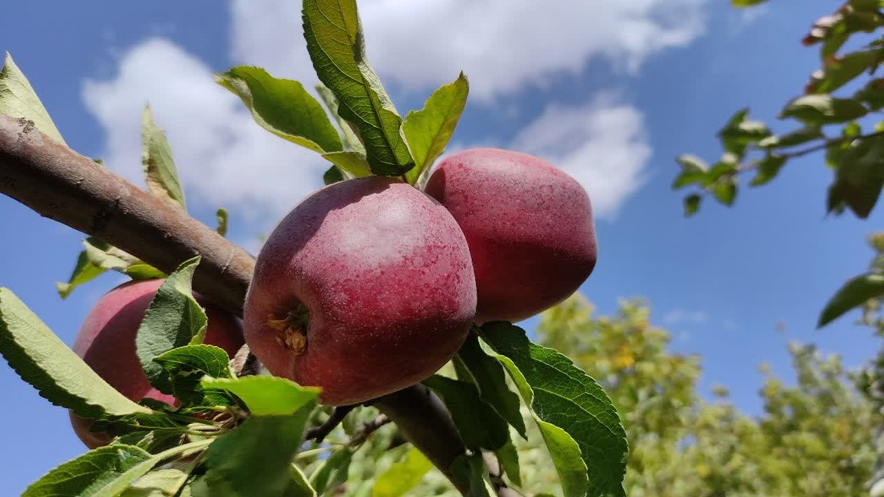 برداشت سیب درختی در چهارمحال و بختیاری+ عکس
