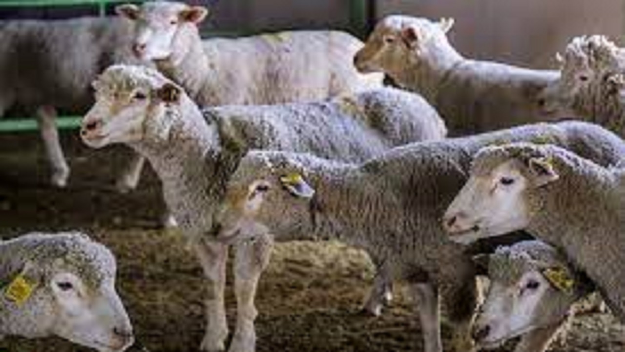اجرای عملیات اصلاح نژاد بر روی ۲ هزار گله گوسفند در همدان