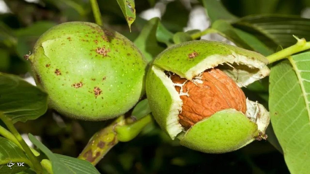 تولید بیش از ۱۳ هزار تن گردو در آذربایجان‌غربی