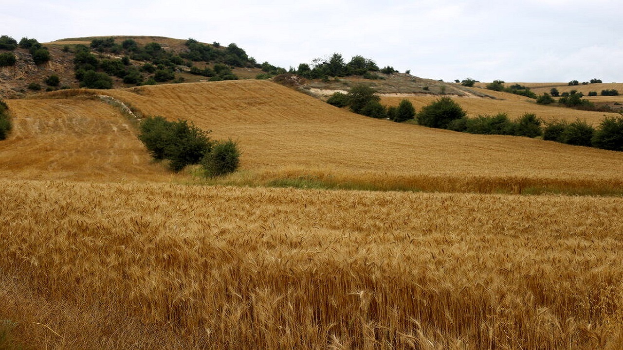 طرح جهش تولید در دیمزارهای زنجان برای سال سوم اجرا شد