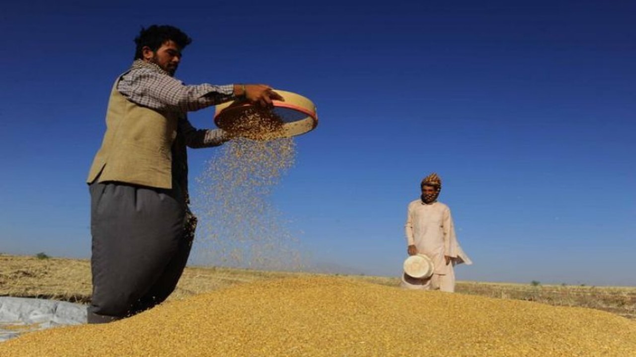 کمک‌های فائو به بیش از ۱۲ هزار کشاورز افغانستانی