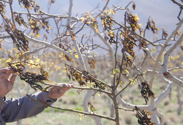 احتمال سرمازدگی محصولات زراعی و باغی