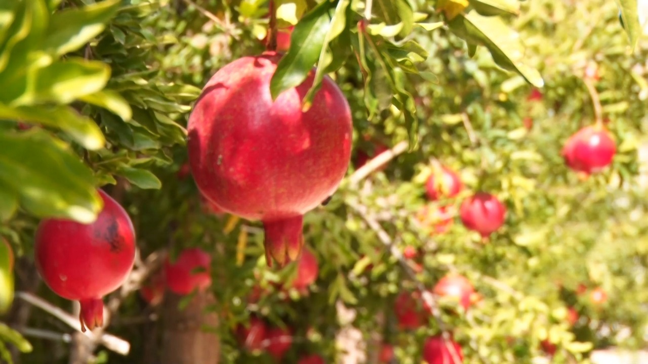آغاز برداشت انار در استان اصفهان