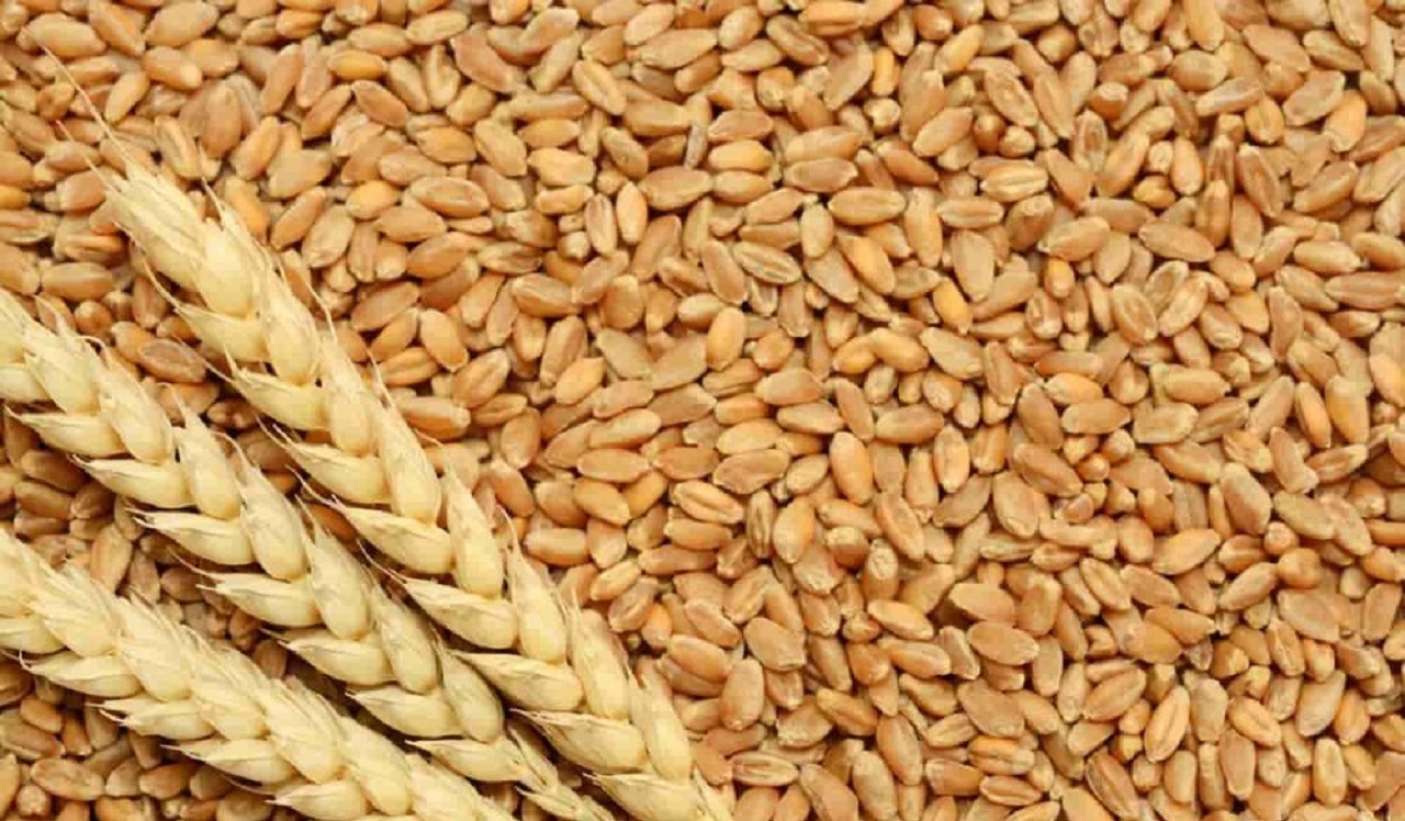 خرید بیش از ۹ هزار تن انواع گندم و جو بذری استاندارد