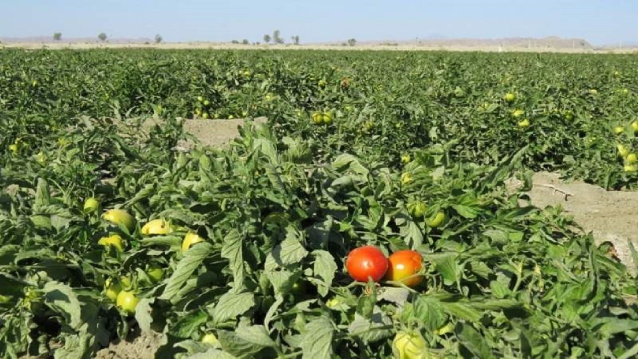 کاشت ۶۰ هکتار گوجه‌فرنگی در شهرستان فنوج