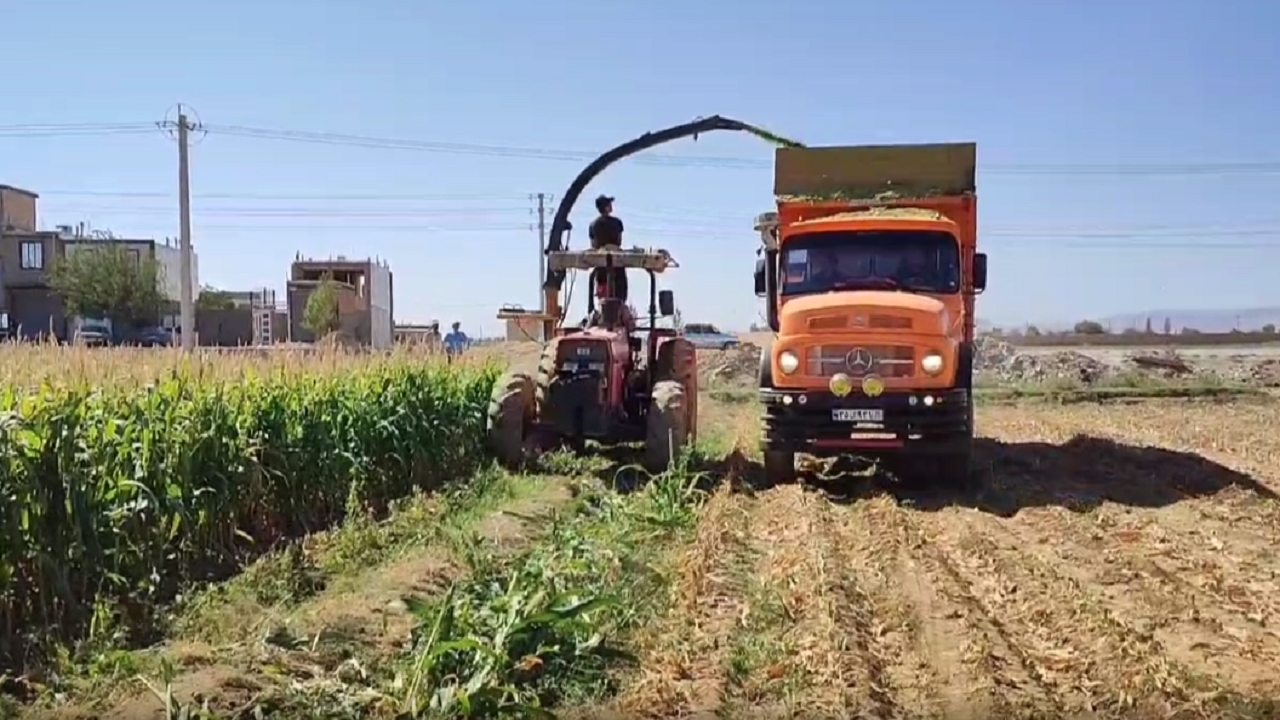برداشت ذرت از مزارع روستای رحمت آباد بویین زهرا+ فیلم