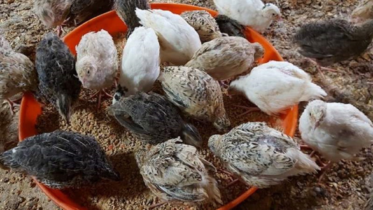 افزایش ظرفیت پرورش بلدرچین در خاش