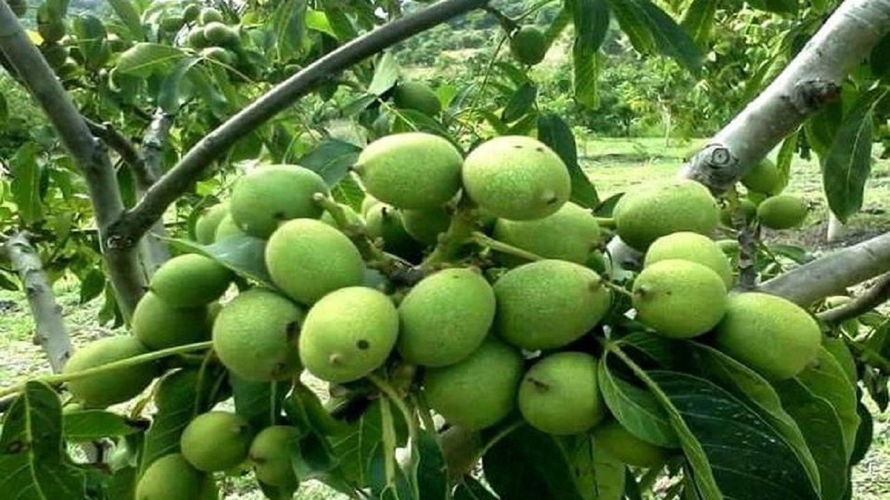 ثبت جهانی گردوی تویسرکان در ایستگاه پایانی