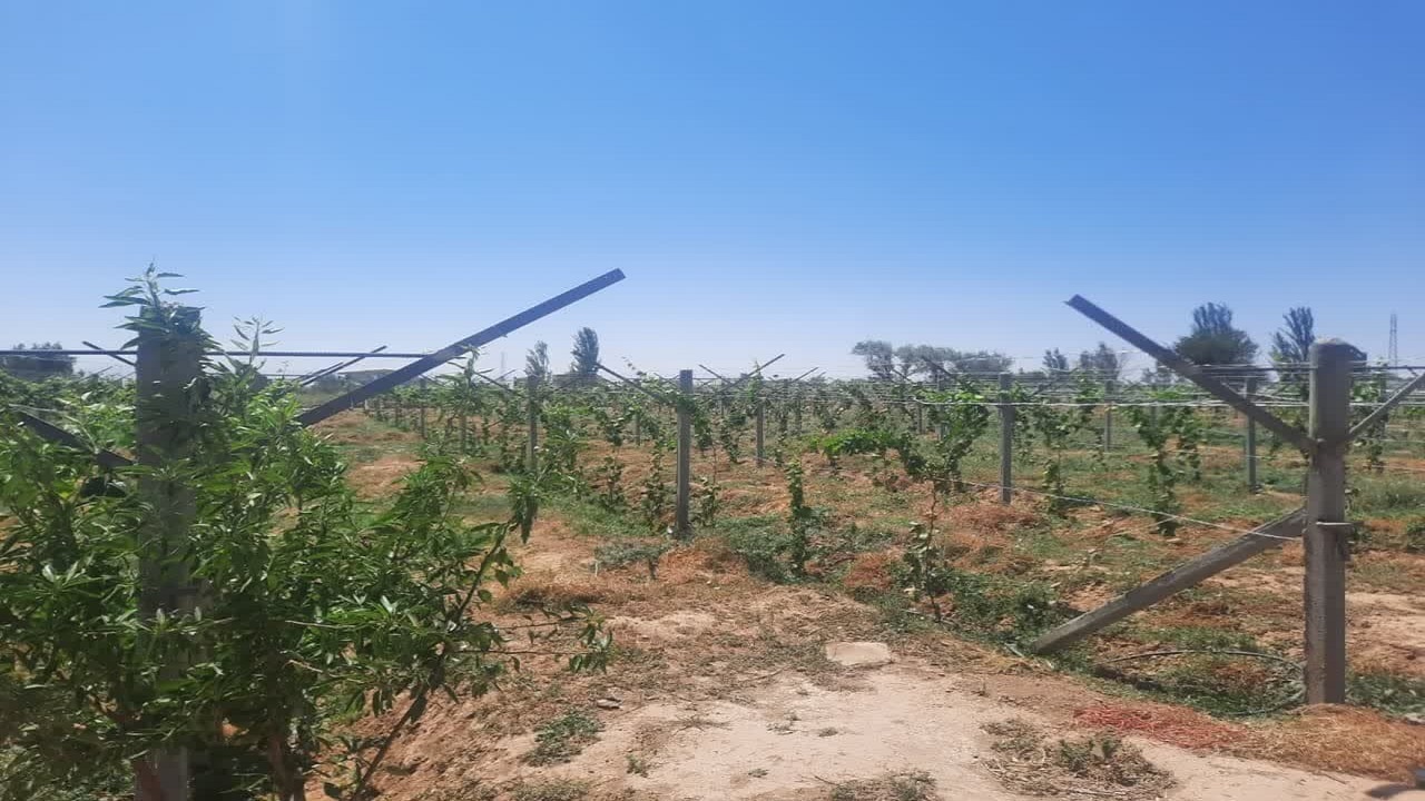 پرداخت بیش از ۱۷ میلیارد ریال برای داربستی کردن باغات انگور تاکستان