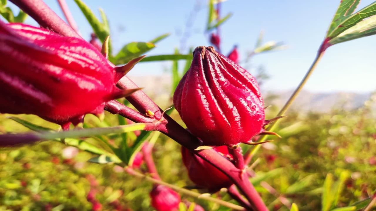 چای ترش چای ترش