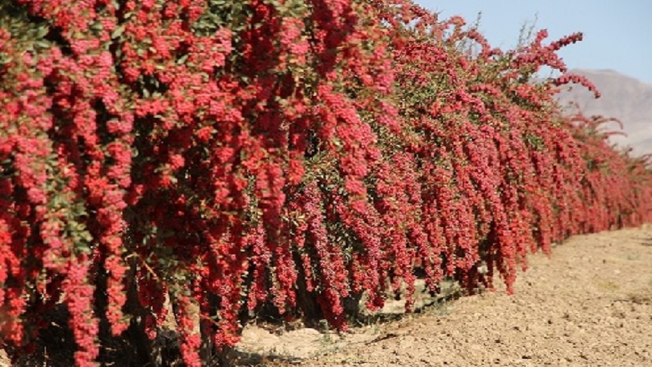 قاین میزبان نمایشگاه جانبی جشنواره زرشک و زعفران
