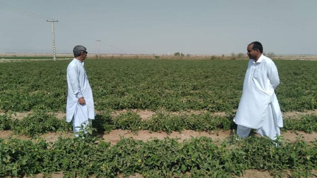 برداشت بیش از ۲۸۰۰ تن گوجه فرنگی از مزارع تفتان