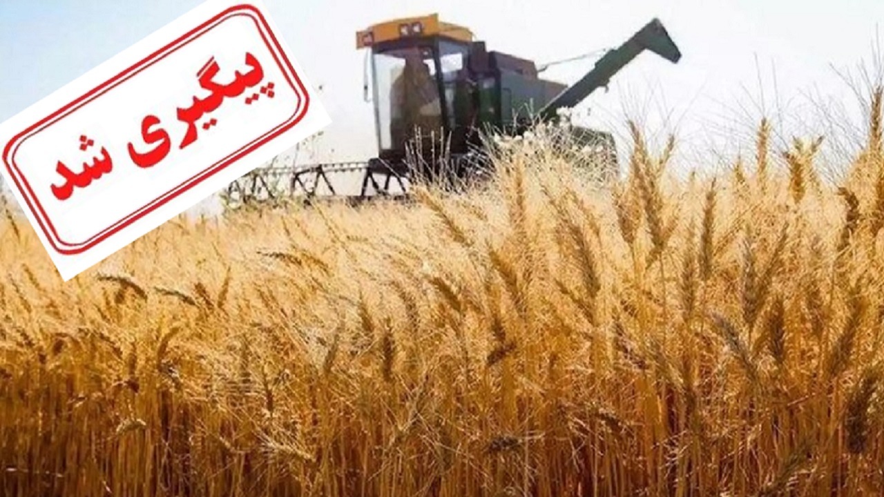 پرداخت مطالبات گندمکاران ایلام از زبان سرپرست شرکت غله و خدمات بازرگانی