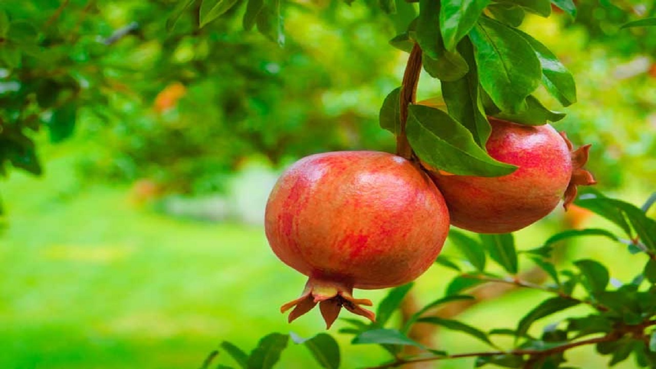 خاصیت انار محلی روستای حاجی کلا از زبان شهروند خبرنگار + فیلم