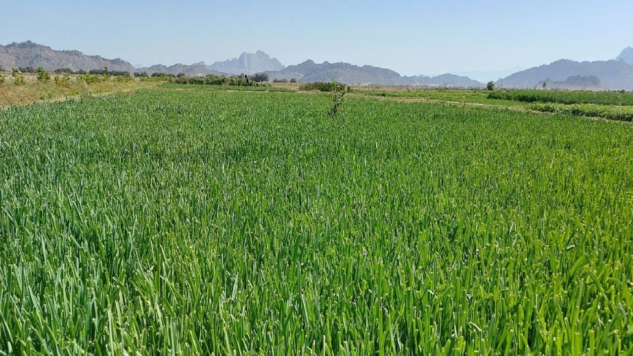 کشت سبزی‌های برگی و غده‌ای در ۹۰۰هکتار از زمین‌های زراعی خاش