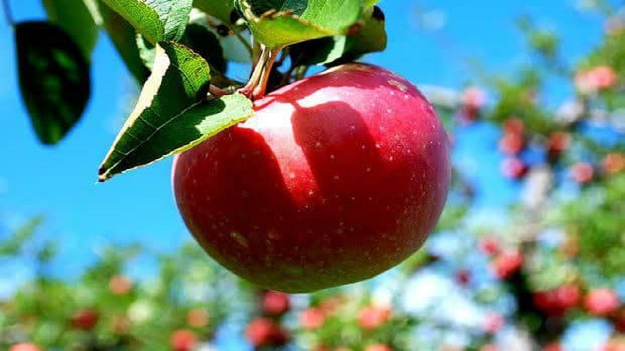 افزایش ۲۵ درصدی تولید محصول سیب درختی