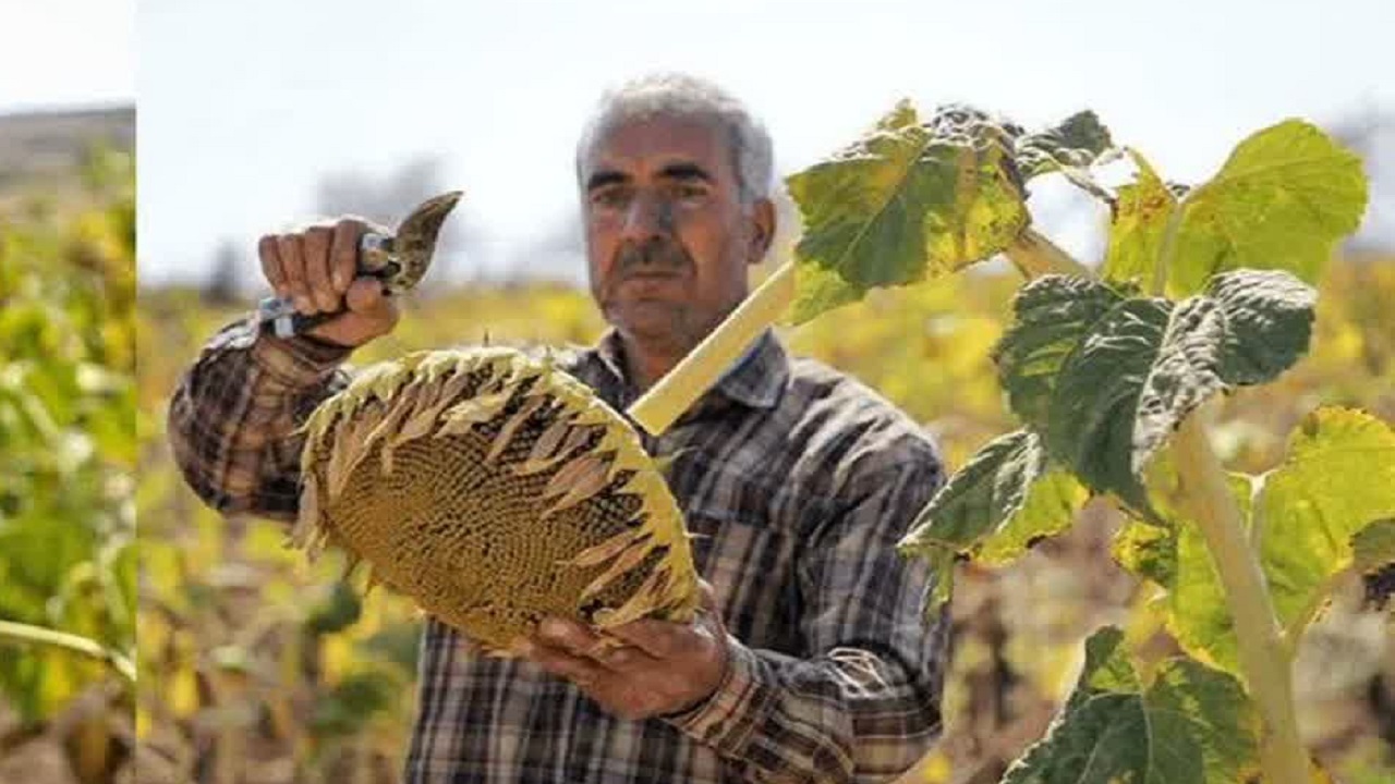 برداشت گل آفتابگردان از ۳۵۰ هکتار از مزارع کوهرنگ + عکس