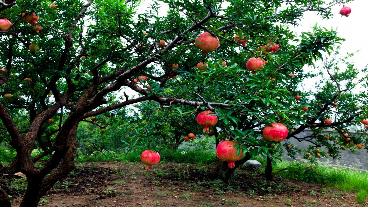افزایش ۲۰ درصدی تولید انار در آذربایجان غربی