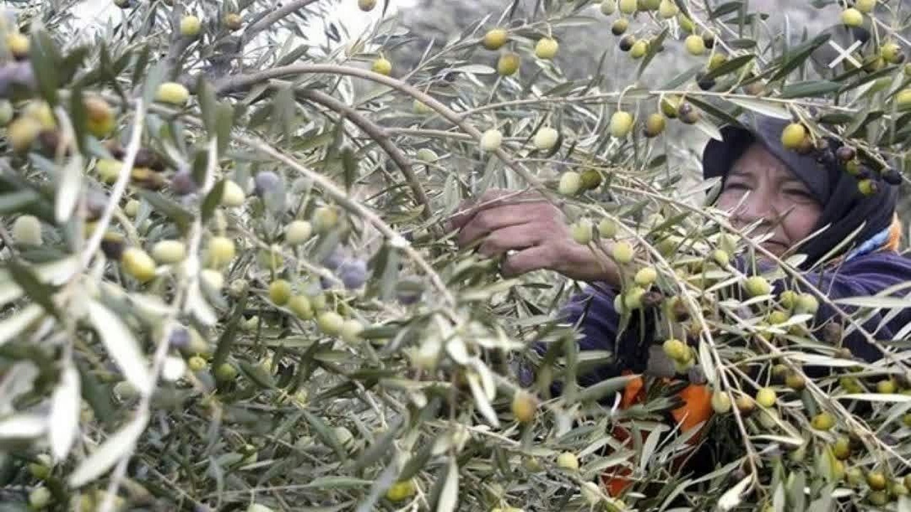 آغاز برداشت زیتون کنسروی از باغ های زیتون قزوین