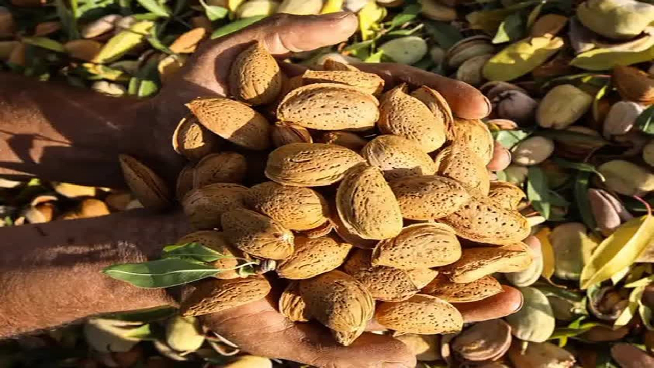 بادام