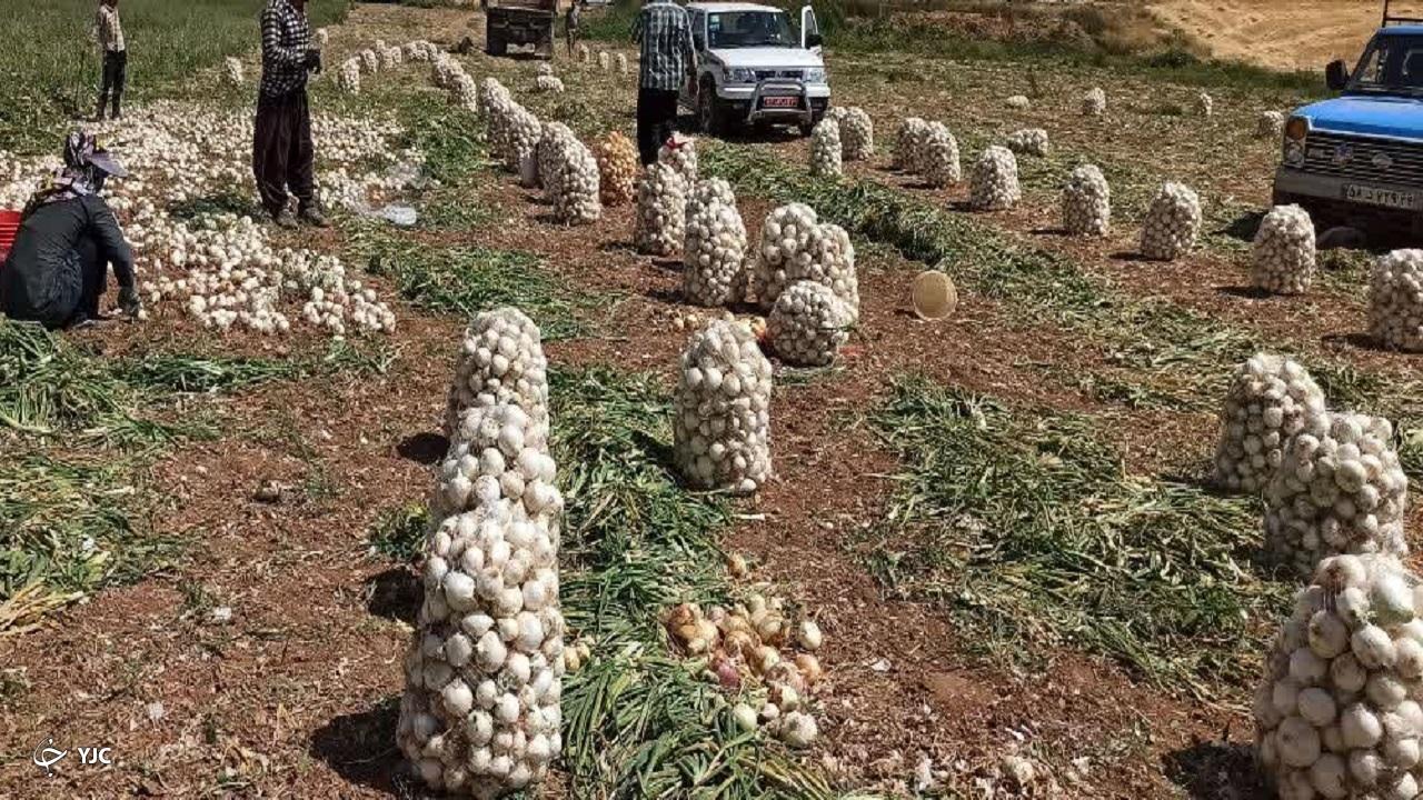 برداشت پیاز از مزارع آذربایجان‌غربی آغاز شد